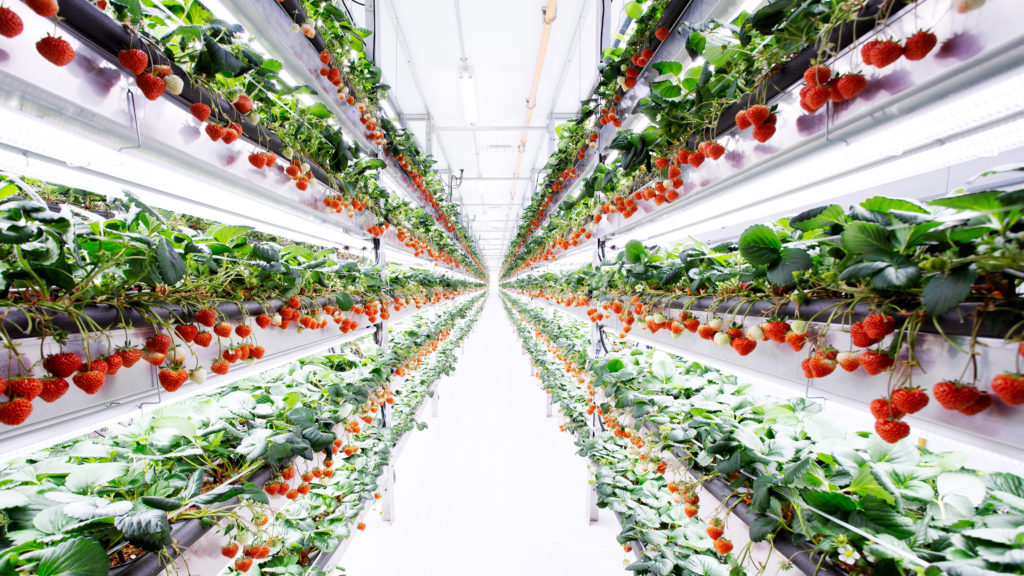 Vertical Strawberry Farming In Kenya