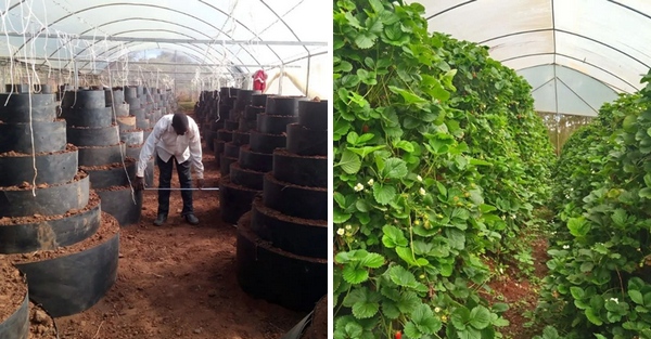 Vertical Strawberry Farming In Kenya