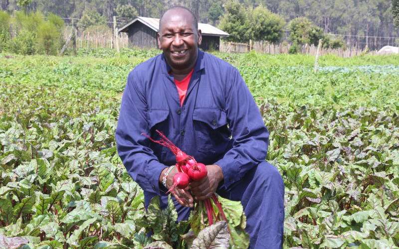 beetroot Farming yield & profit per acre in kenya