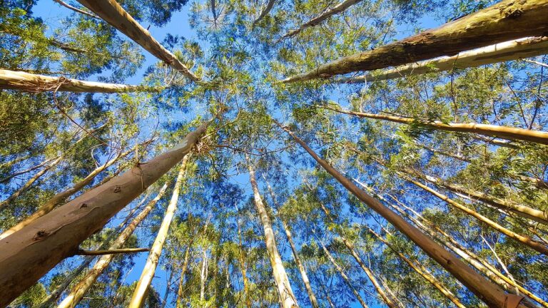 Eucalyptus Tree Farming Profit Per Acre In Kenya