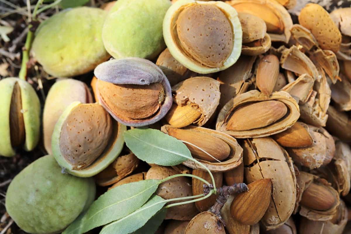 How Profitable is Almond Farming Per Acre in Kenya?