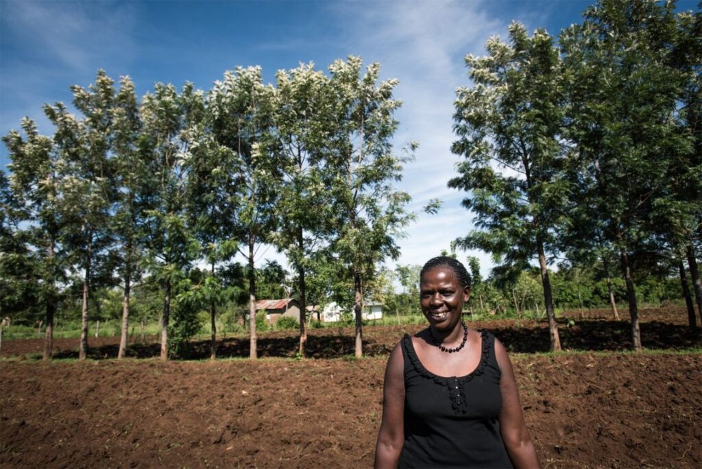 Grevillea Tree Farming Profit Per Acre In Kenya