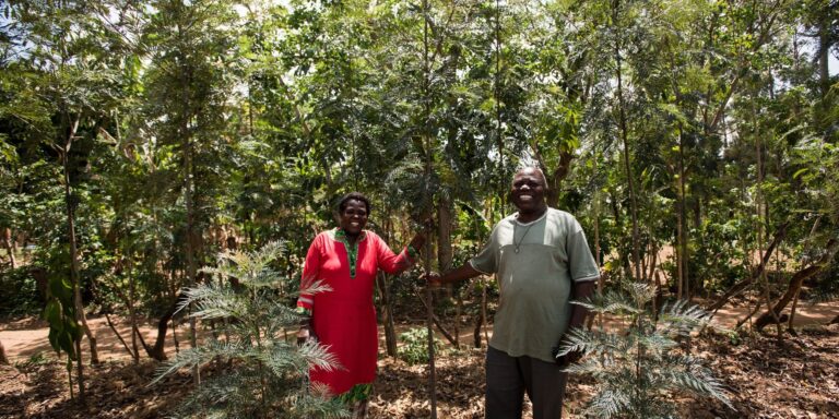 Grevillea Tree Farming Profit Per Acre In Kenya