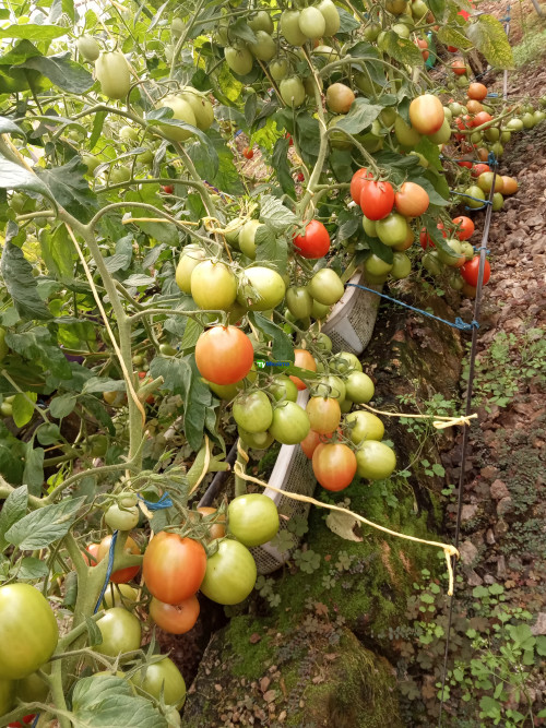 Advantages Of Growing Zara F1 Tomatoes